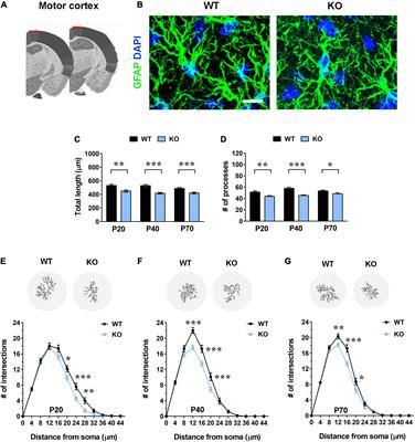 Identification of Region-Specific Cytoskeletal and Molecular Alterations in Astrocytes of Mecp2 Deficient Animals